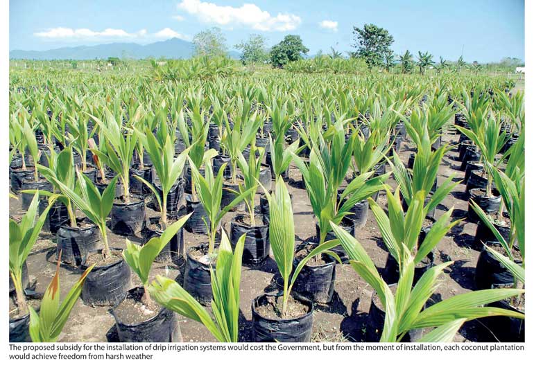 Coconut crisis can drip irrigation save the industry? Daily FT