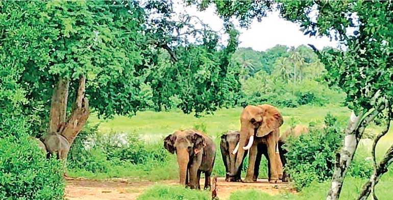 strukturelt råd transmission CITES CoP 18 in May will boost Sri Lanka nature tourism – Sri Lanka Travel  News
