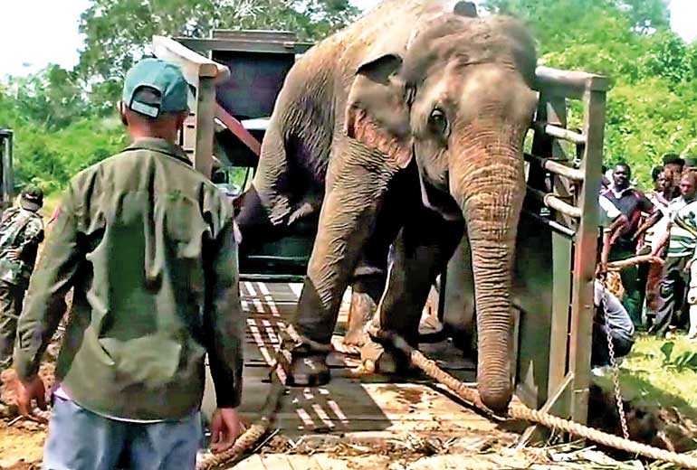 The evils of translocating wild elephants | Daily FT