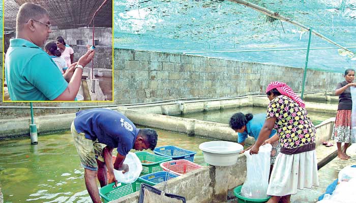 Sri Lanka breeds Arowana (lucky fish) successfully in ...