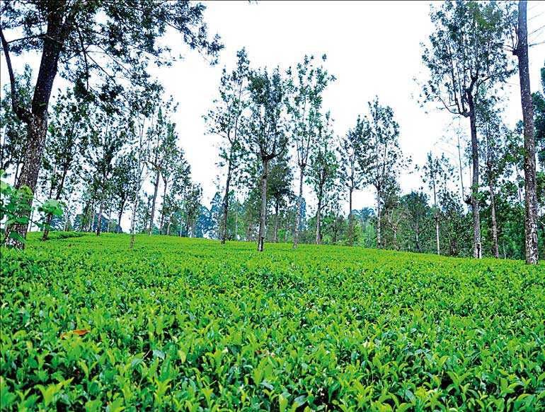 Bogawantalawa tea exporting countries image