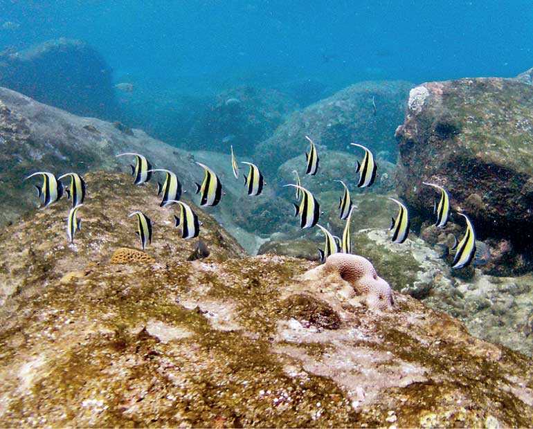 Discover a snorkelling haven with Cinnamon Nature Trails in Pigeon