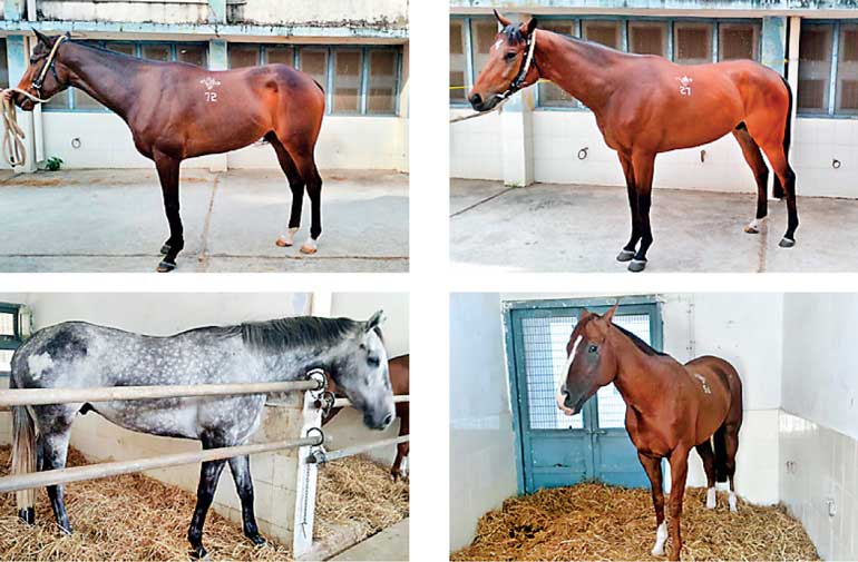 Royal Turf Club to hold Sri Lanka’s firstever horse auction Daily FT