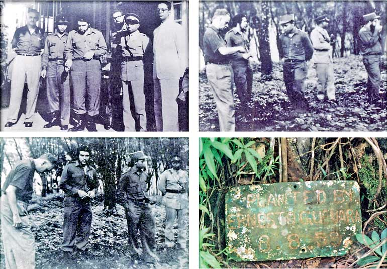Image result for mahogany tree in sri lanka with che guevara