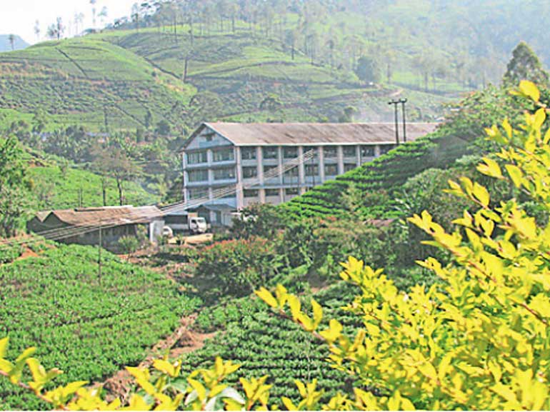 Best plantation company in sri lanka picture